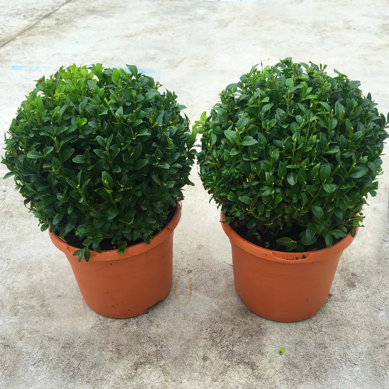 247plants2998545
