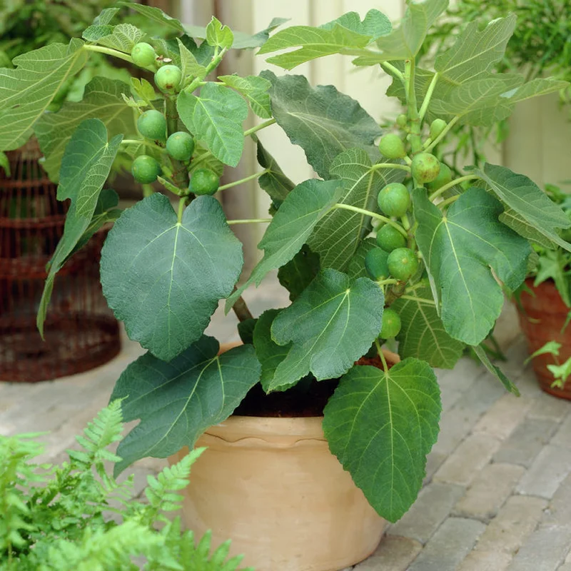 247plants2998594
