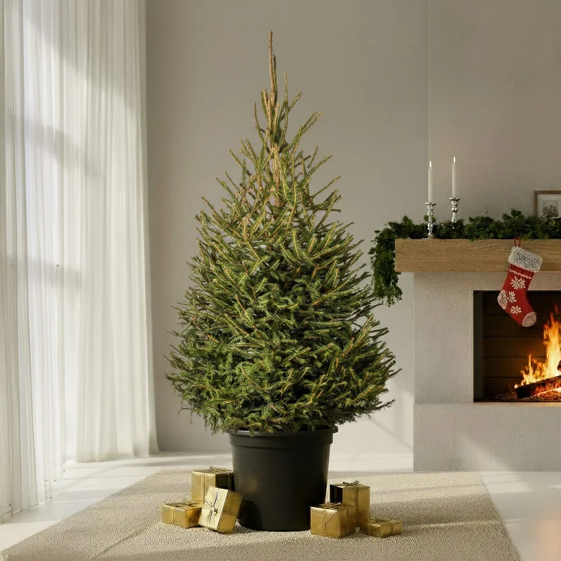 247plants3006584
