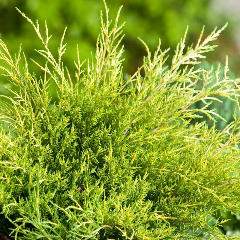 247plants3007441