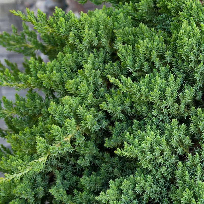 247plants3007543