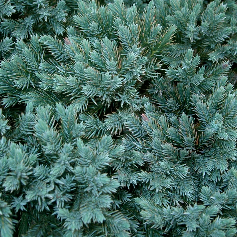 247plants3007639