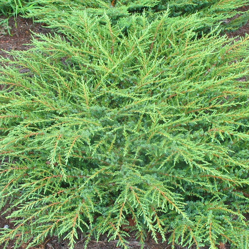 247plants3007749