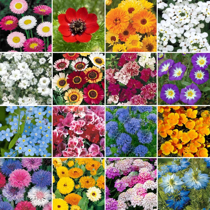 247plants3007920