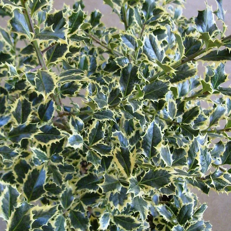 247plants3008270