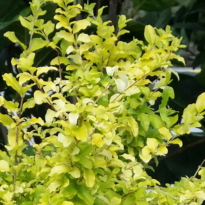 247plants3008860