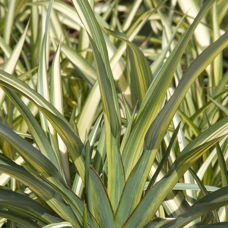 247plants3009133