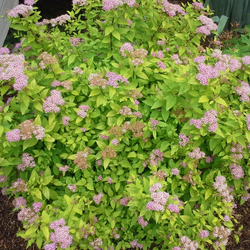 247plants3009468