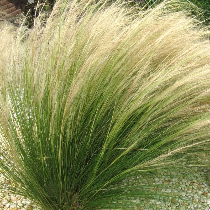 247plants3009568