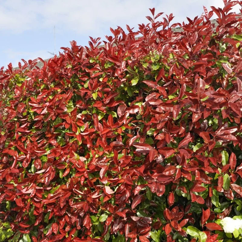 247plants3009943