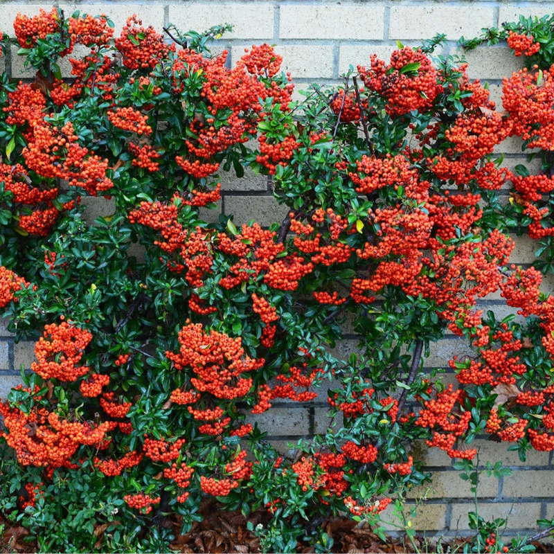 247plants3010078