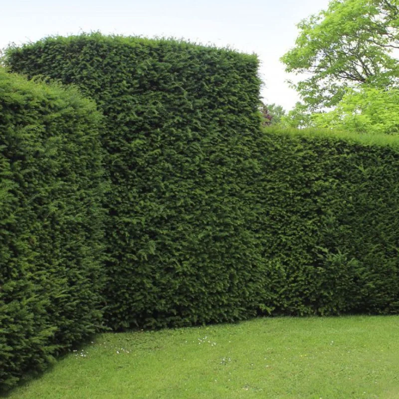 247plants3010095