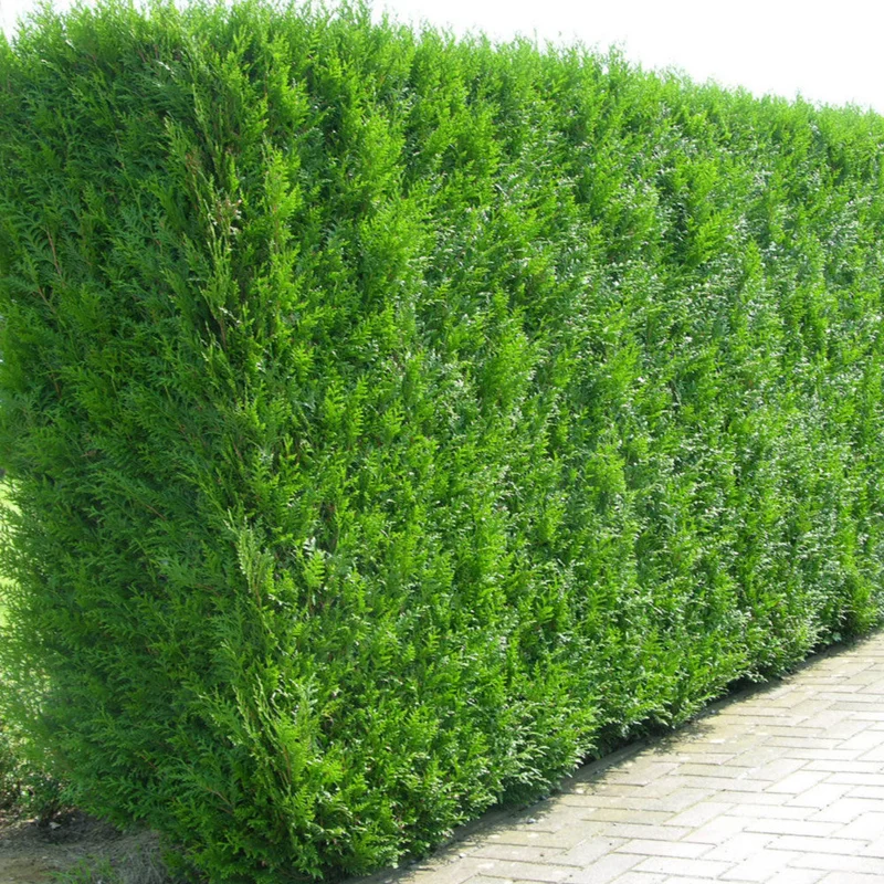 247plants3010120