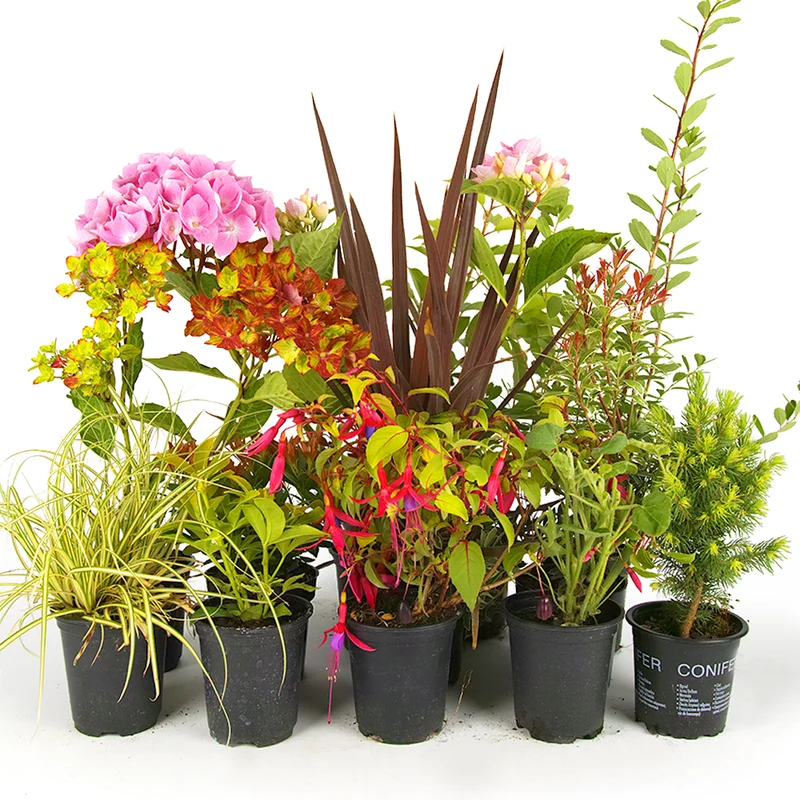 247plants3010540