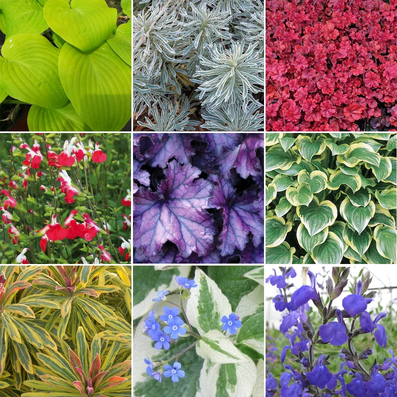 247plants3010820