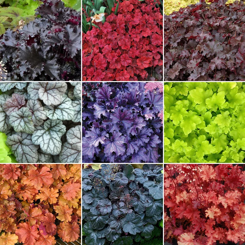 247plants3010900