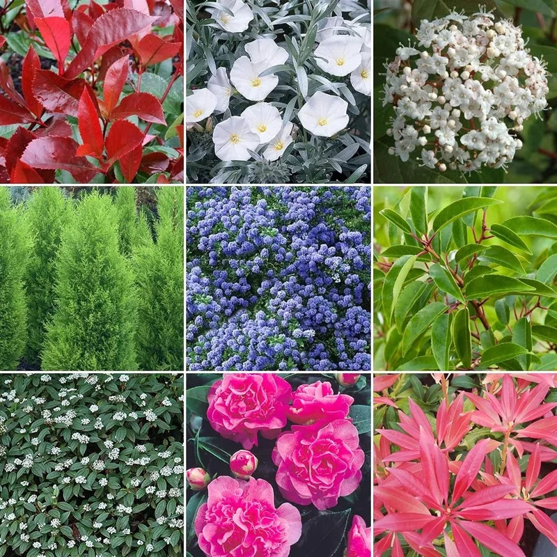 247plants3010981