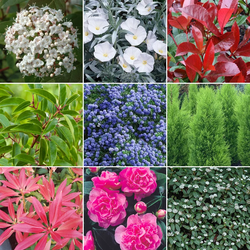 247plants3011004