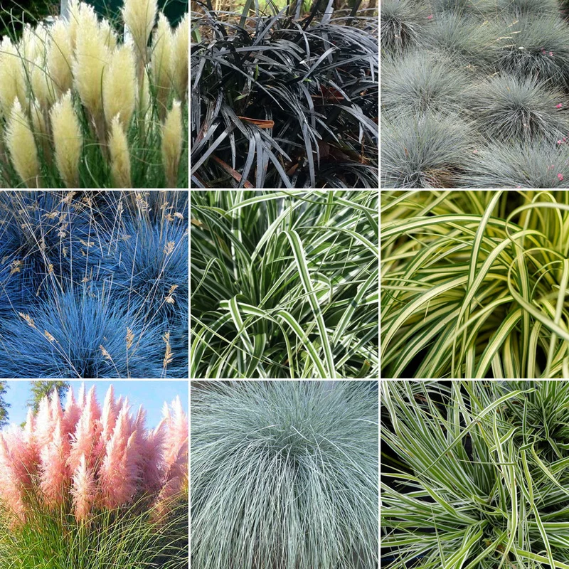 247plants3011147