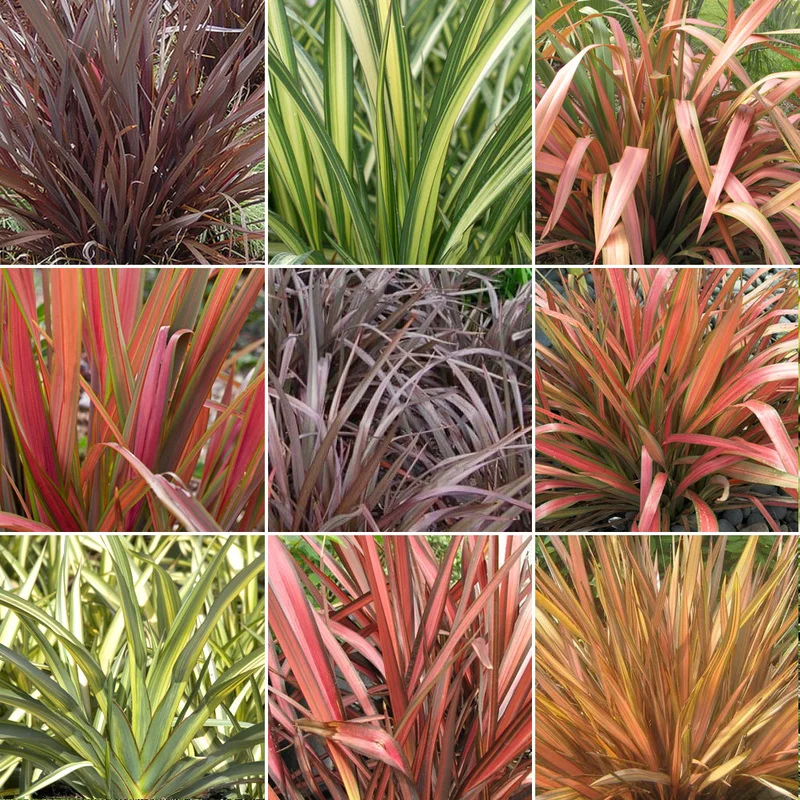 247plants3011234