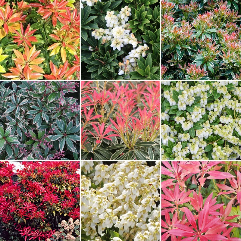 247plants3011323