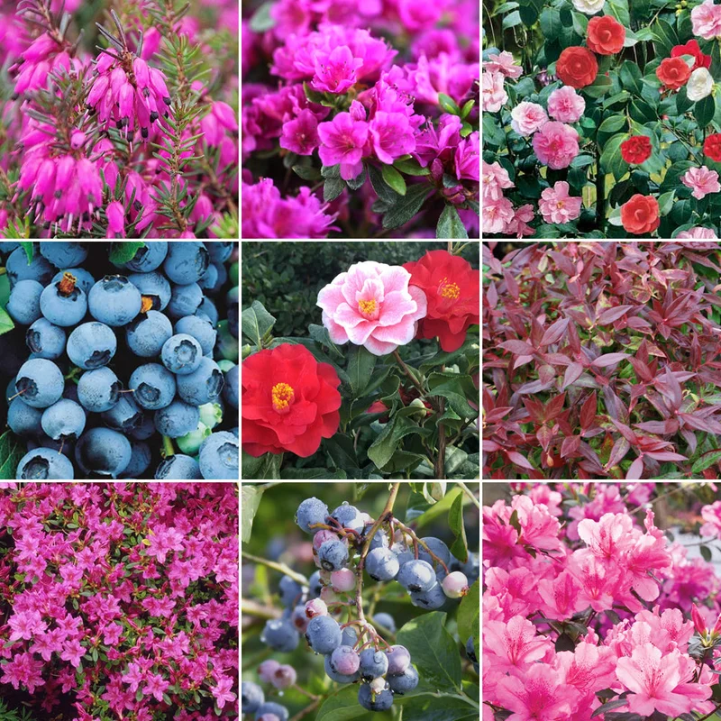 247plants3011346