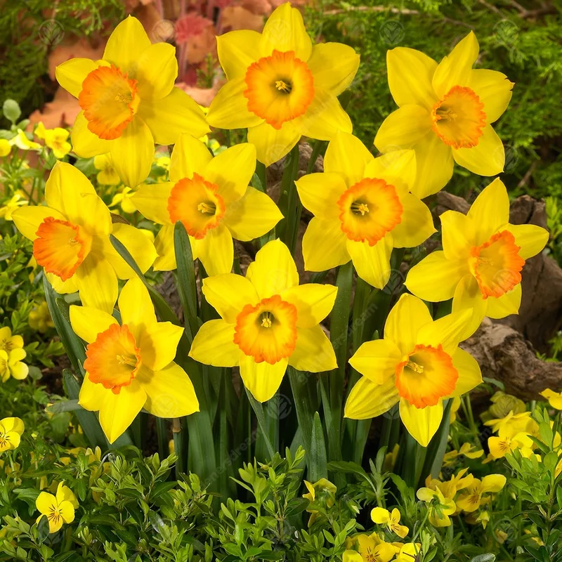 247plants3011663