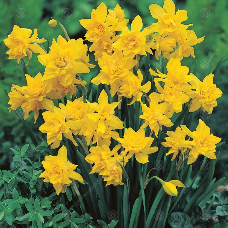247plants3011867