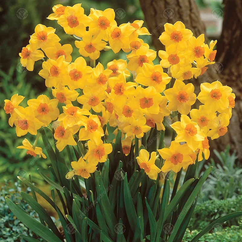 247plants3011900