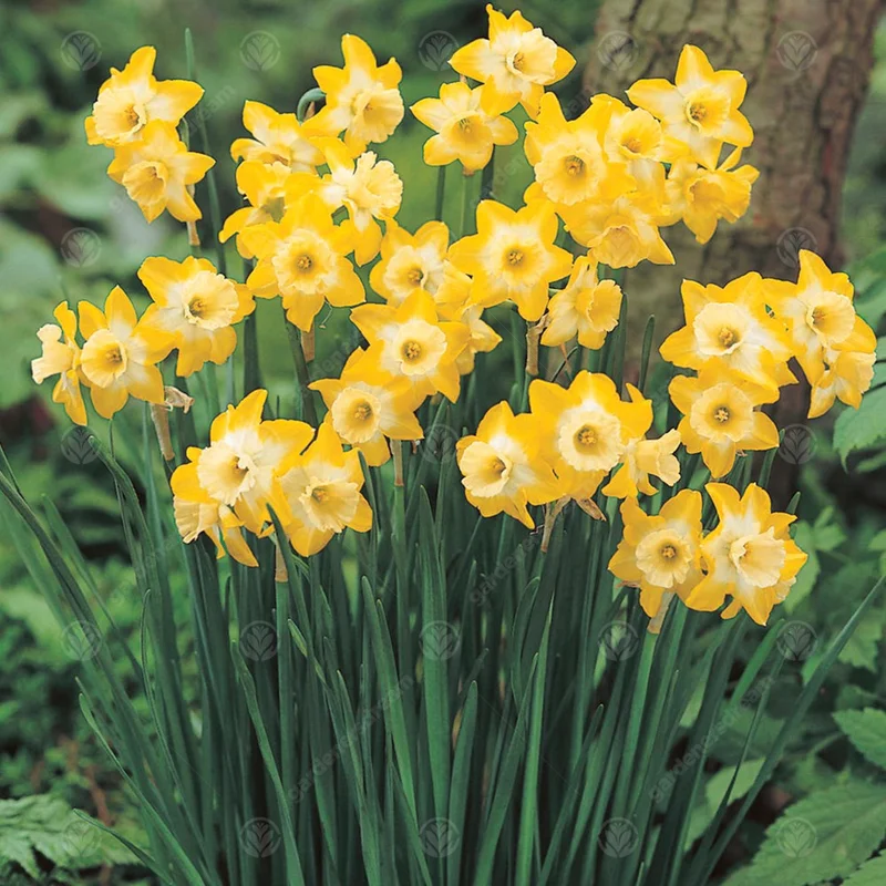 247plants3011955