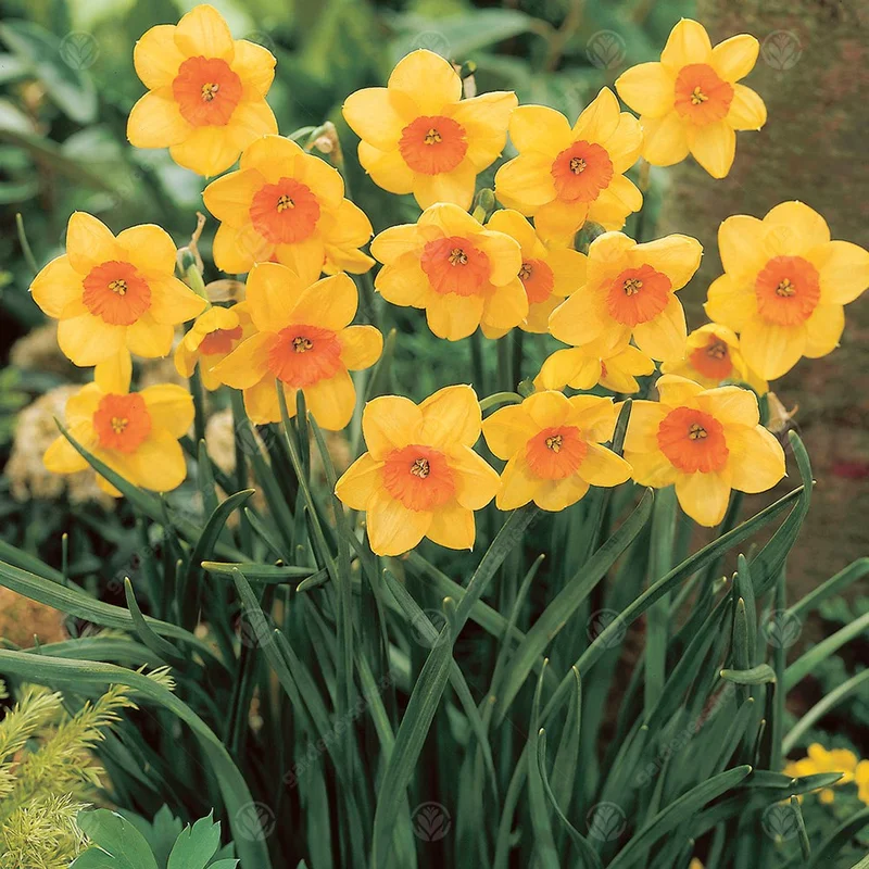 247plants3012049