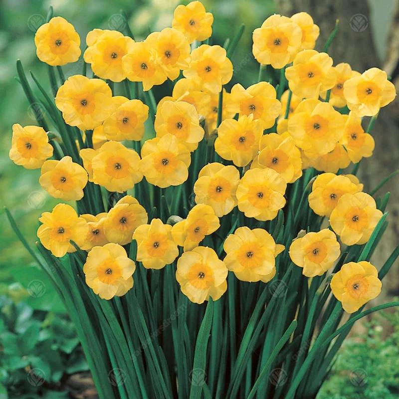 247plants3012273