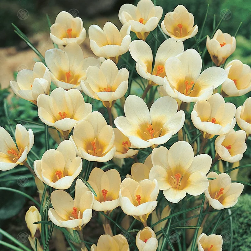 247plants3012561