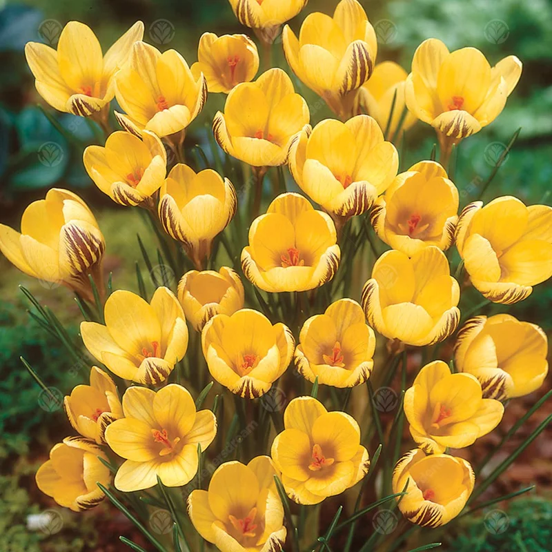 247plants3012626