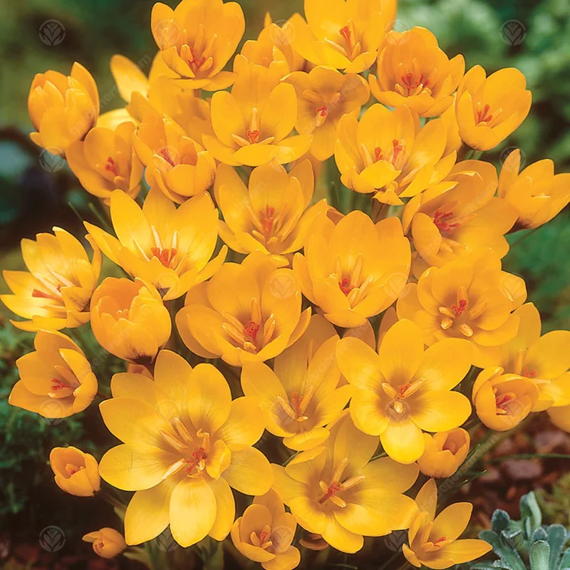 247plants3012643