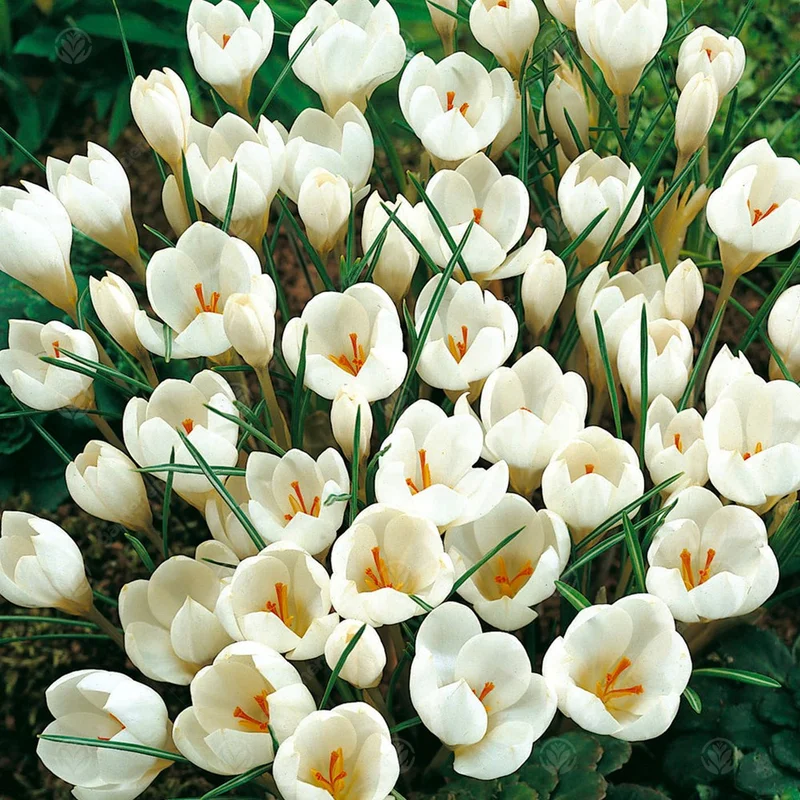 247plants3012664