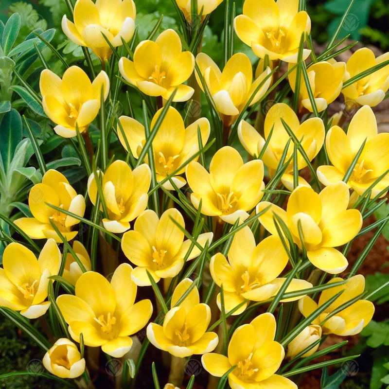 247plants3012684