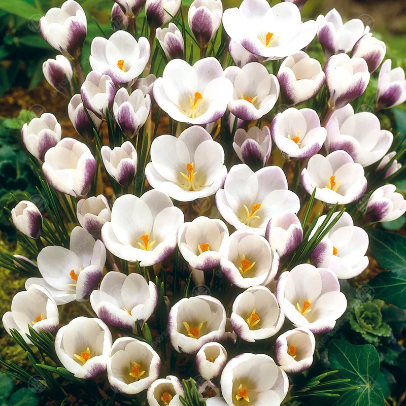 247plants3012703