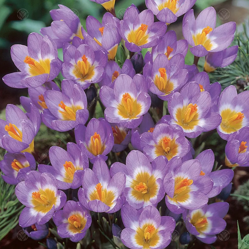 247plants3012724