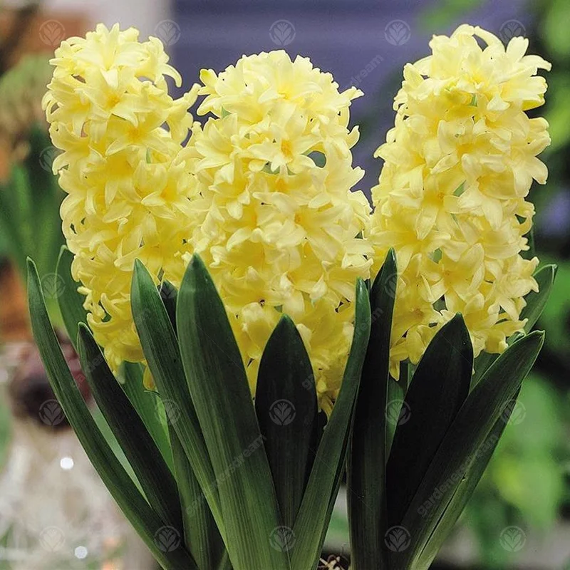 247plants3012778