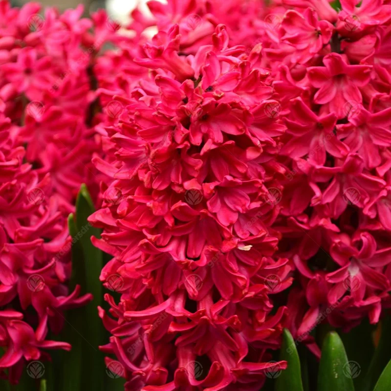 247plants3012812