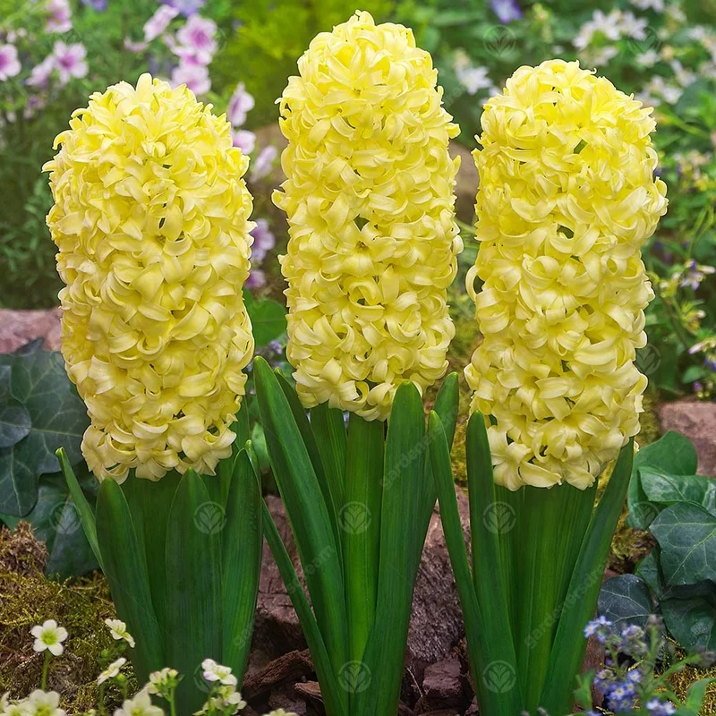 247plants3012878