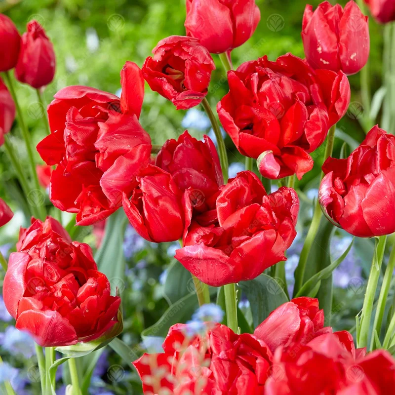 247plants3013382