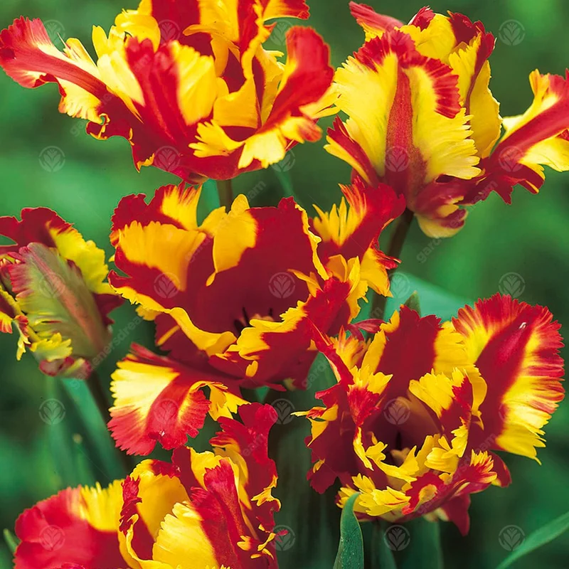 247plants3013535