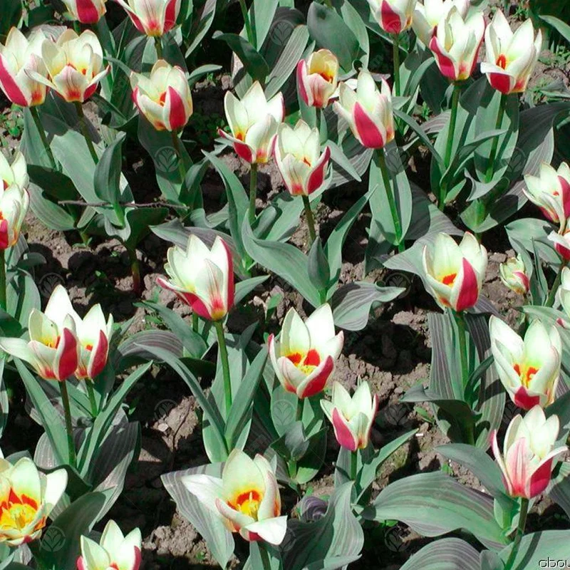 247plants3013798