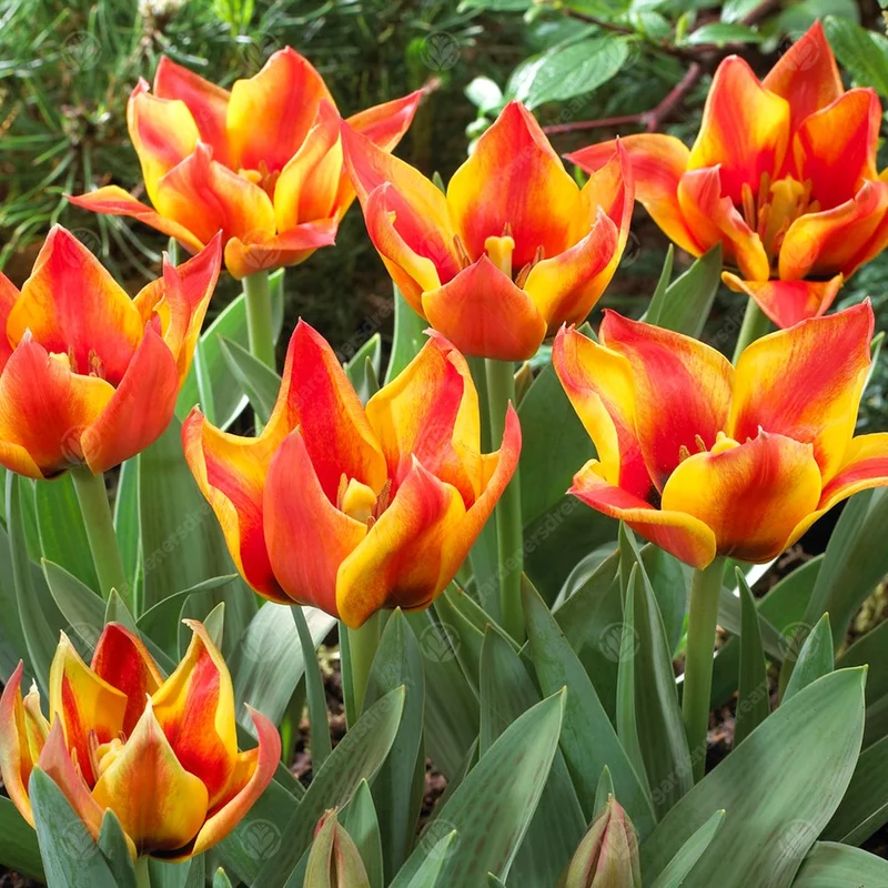 247plants3013821