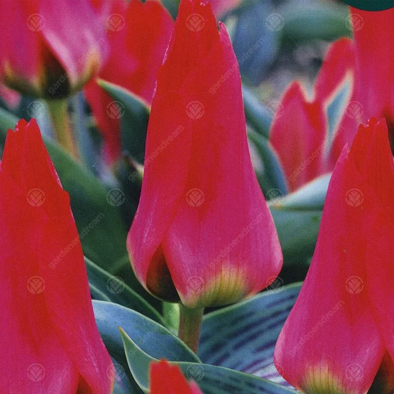 247plants3013875