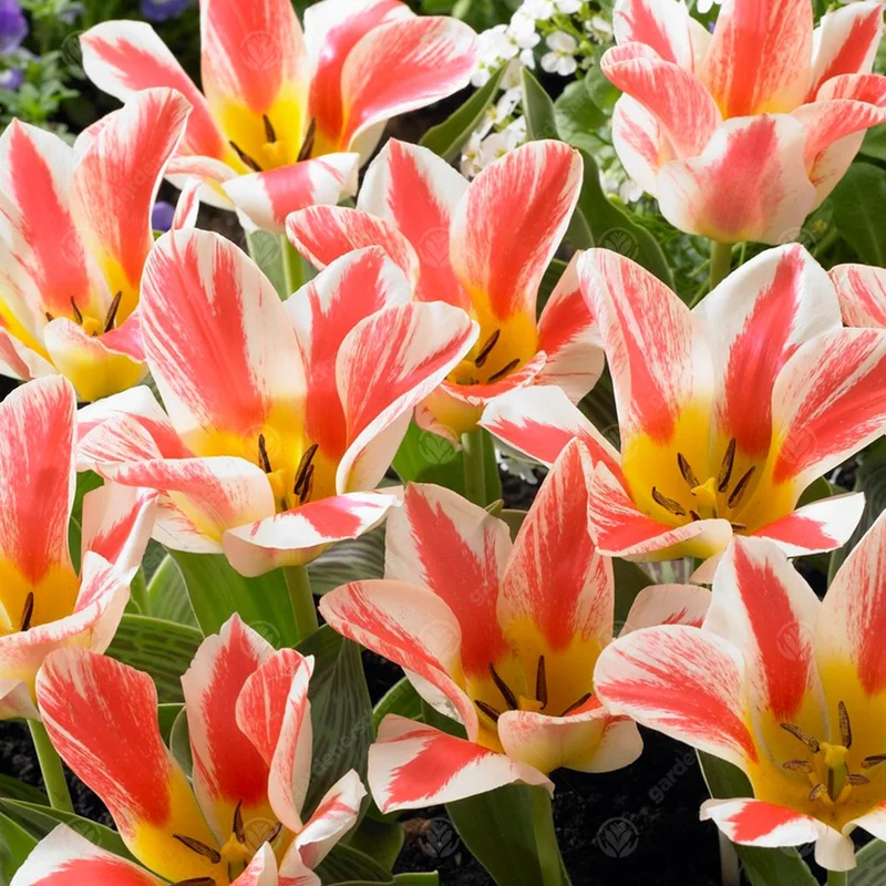 247plants3013956