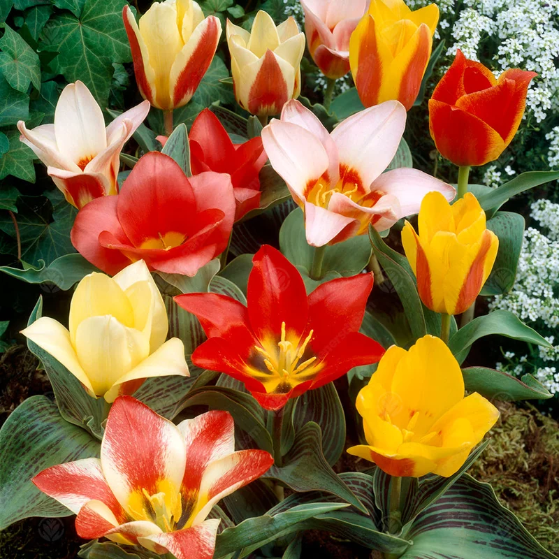247plants3014171