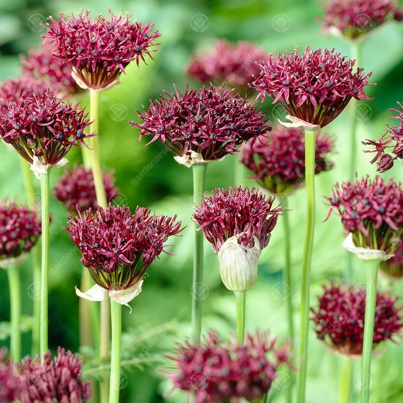 247plants3014399